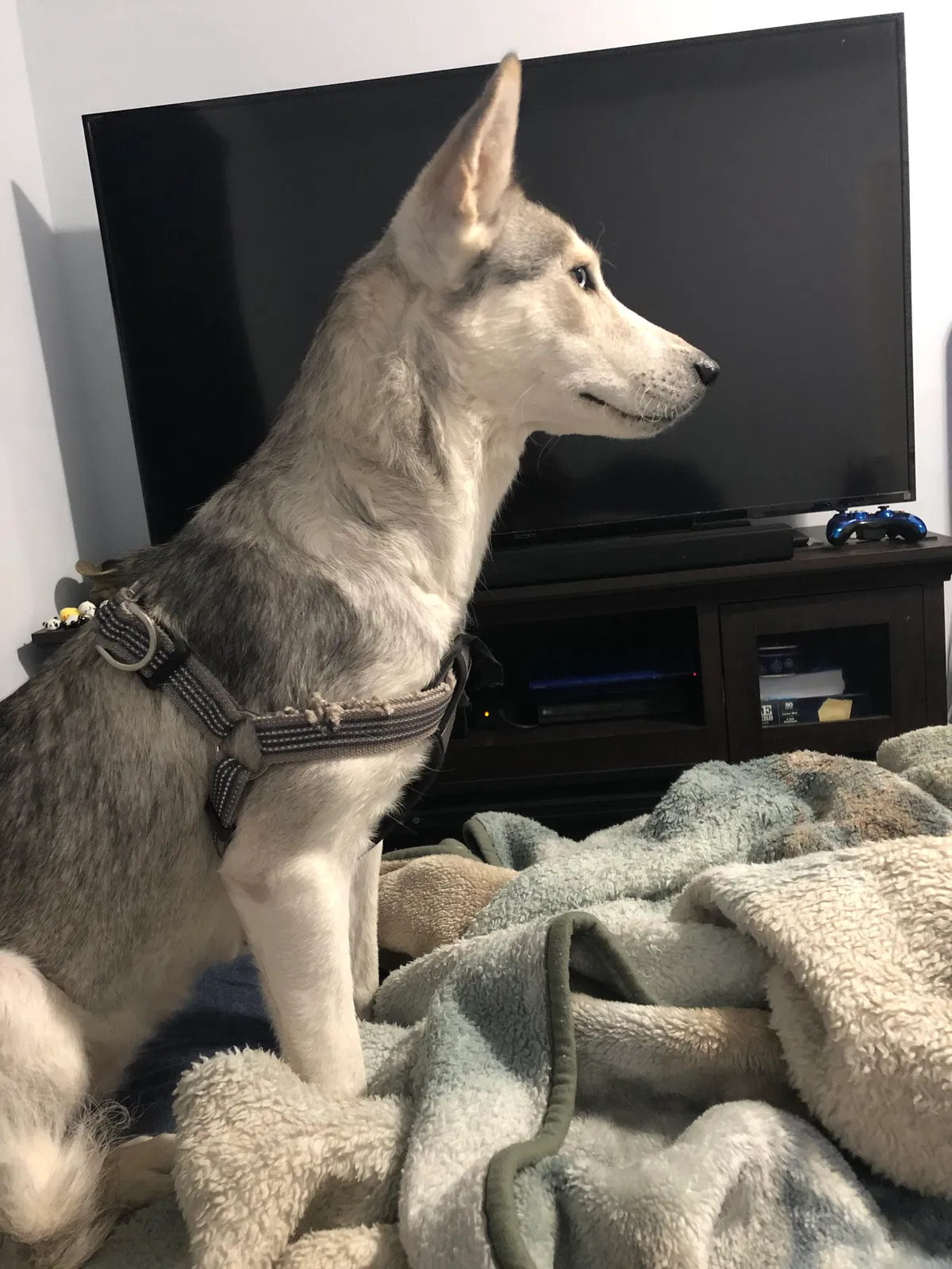 Lost dog in Hampton, VA, 23663