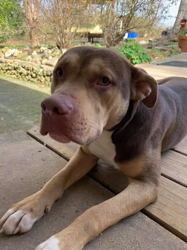 Found dog in Flintstone, GA, 30725