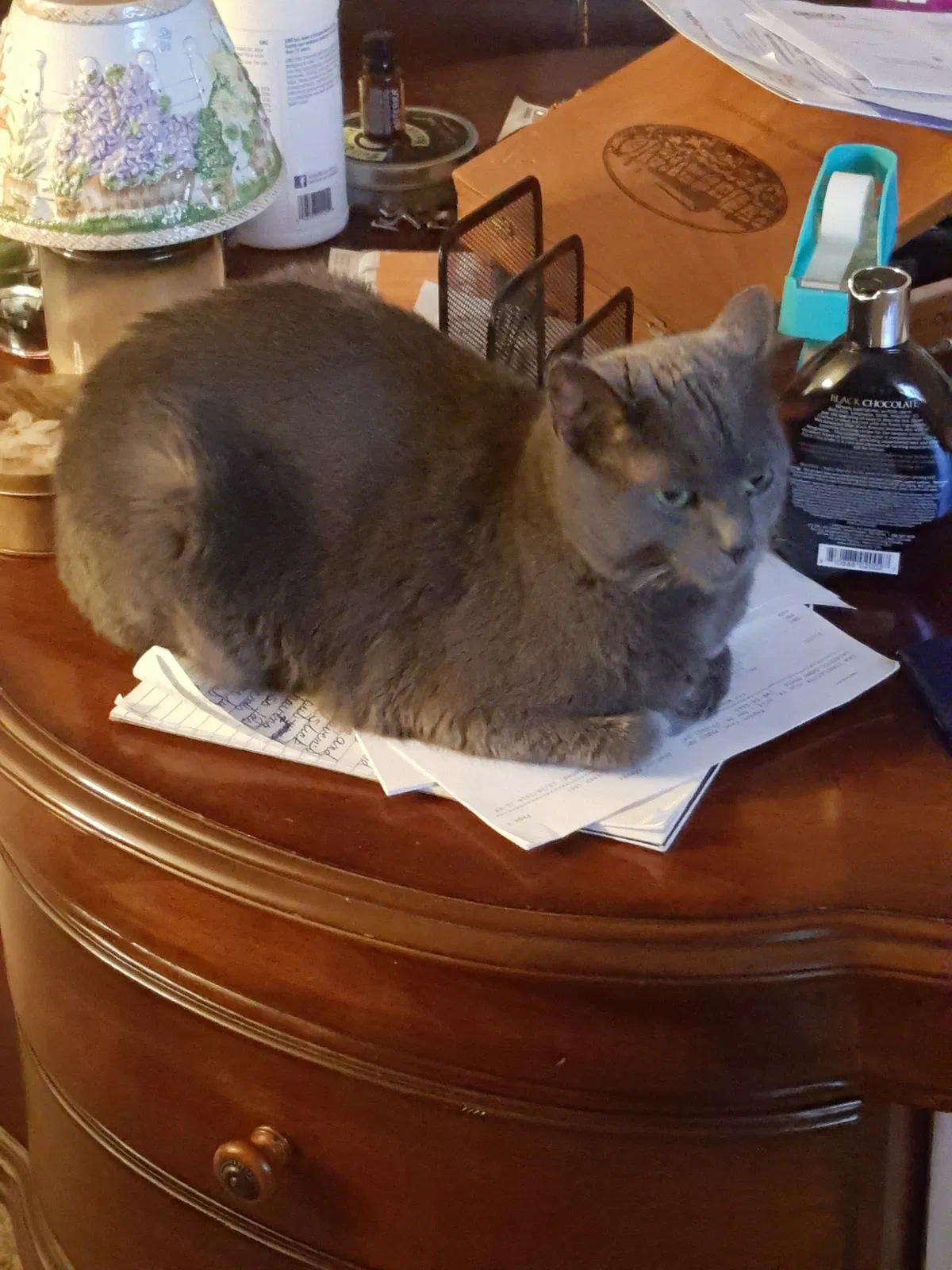 Lost cat in New Port Richey, FL, 34653