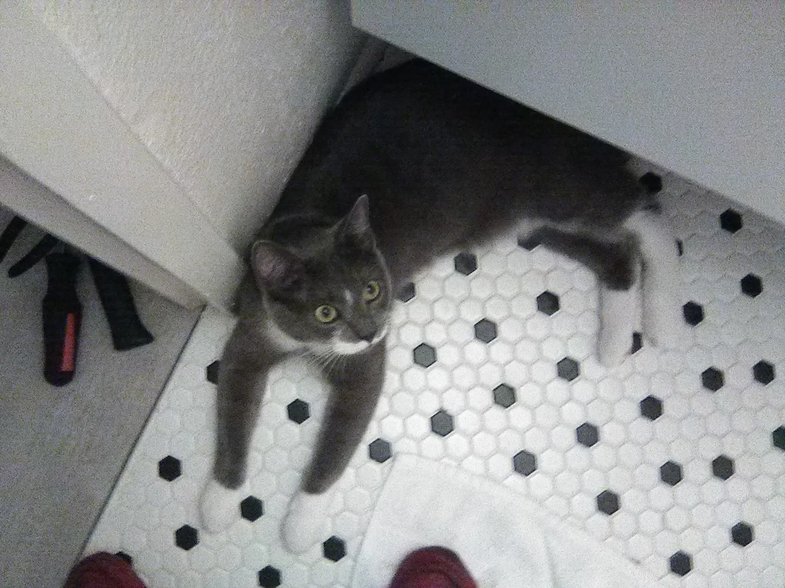 Lost cat in Steilacoom, WA, 98388
