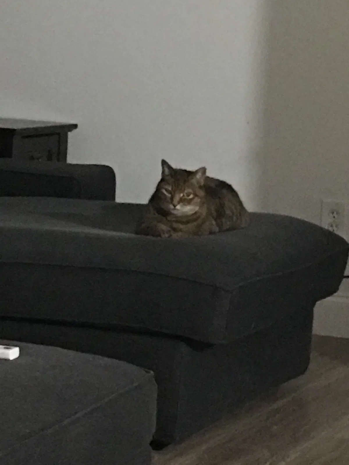Lost cat in Gainesville, GA, 30506