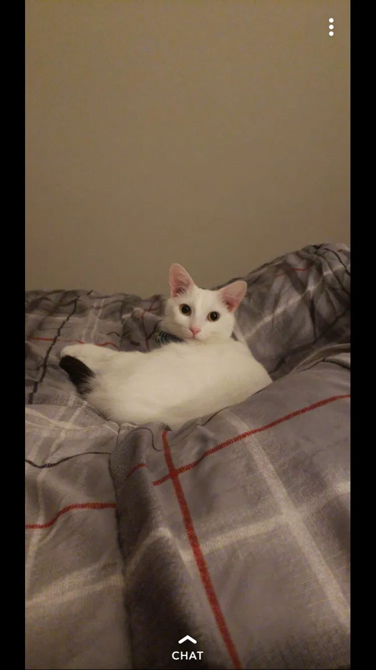 Lost cat in Henrico, VA, 23231