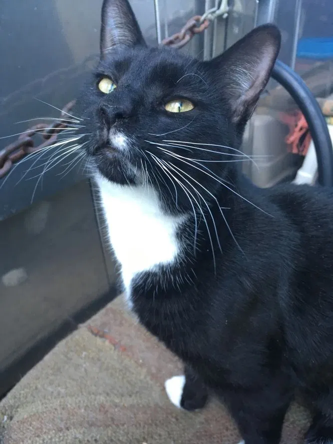 Lost cat in Colleyville, TX, 76034