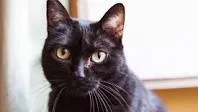 Lost cat in Pueblo, CO, 81001