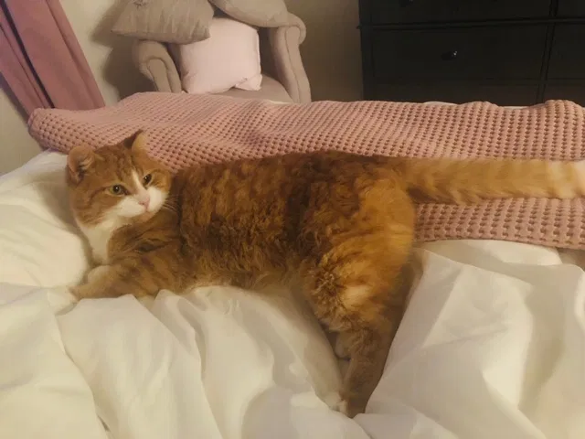 Lost cat in Castle Rock, CO, 80109