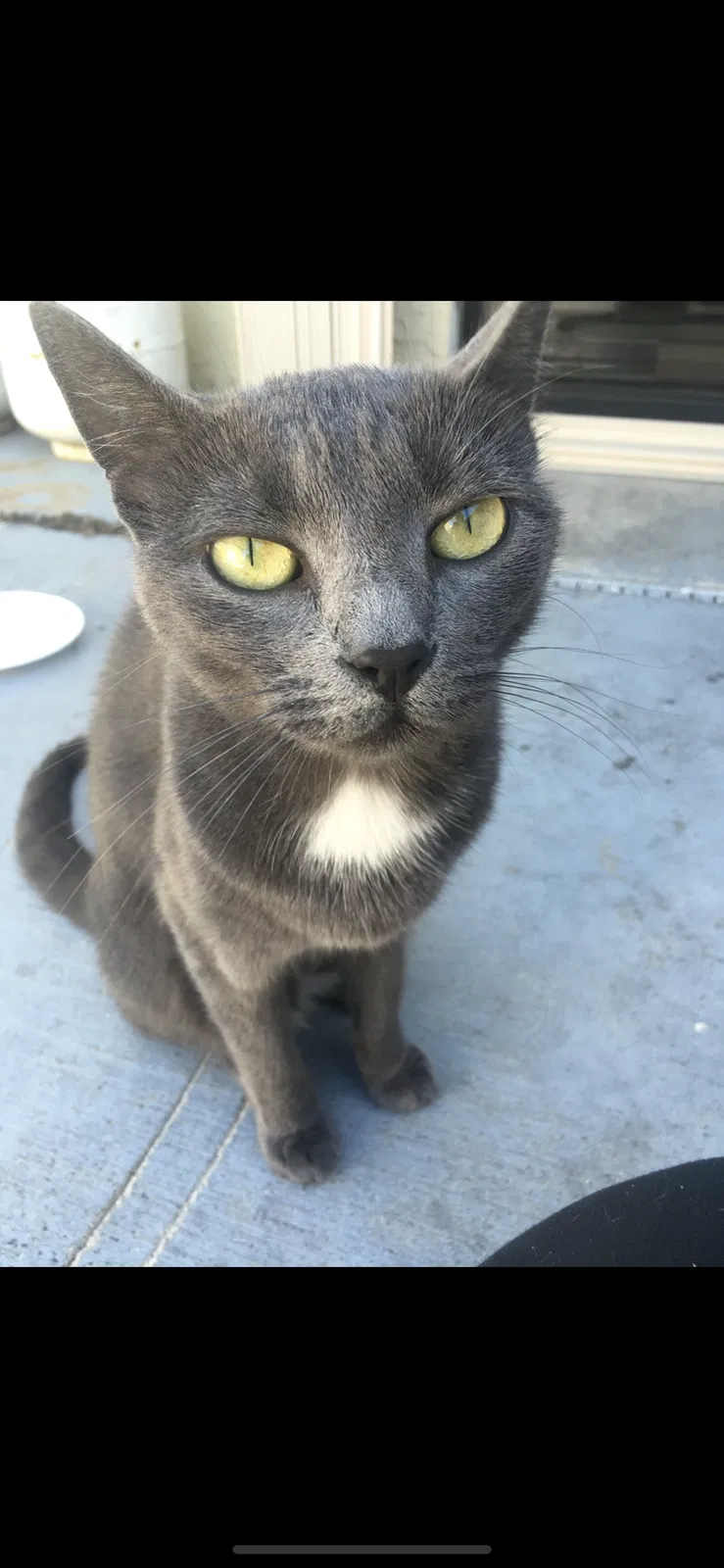 Lost cat in Palm Beach Gardens, FL, 33410