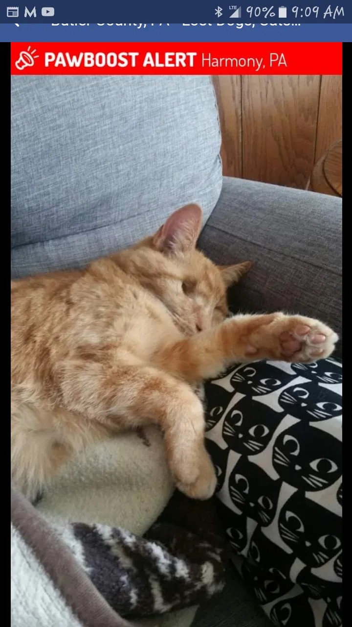 Lost cat in Harmony, PA, 16037