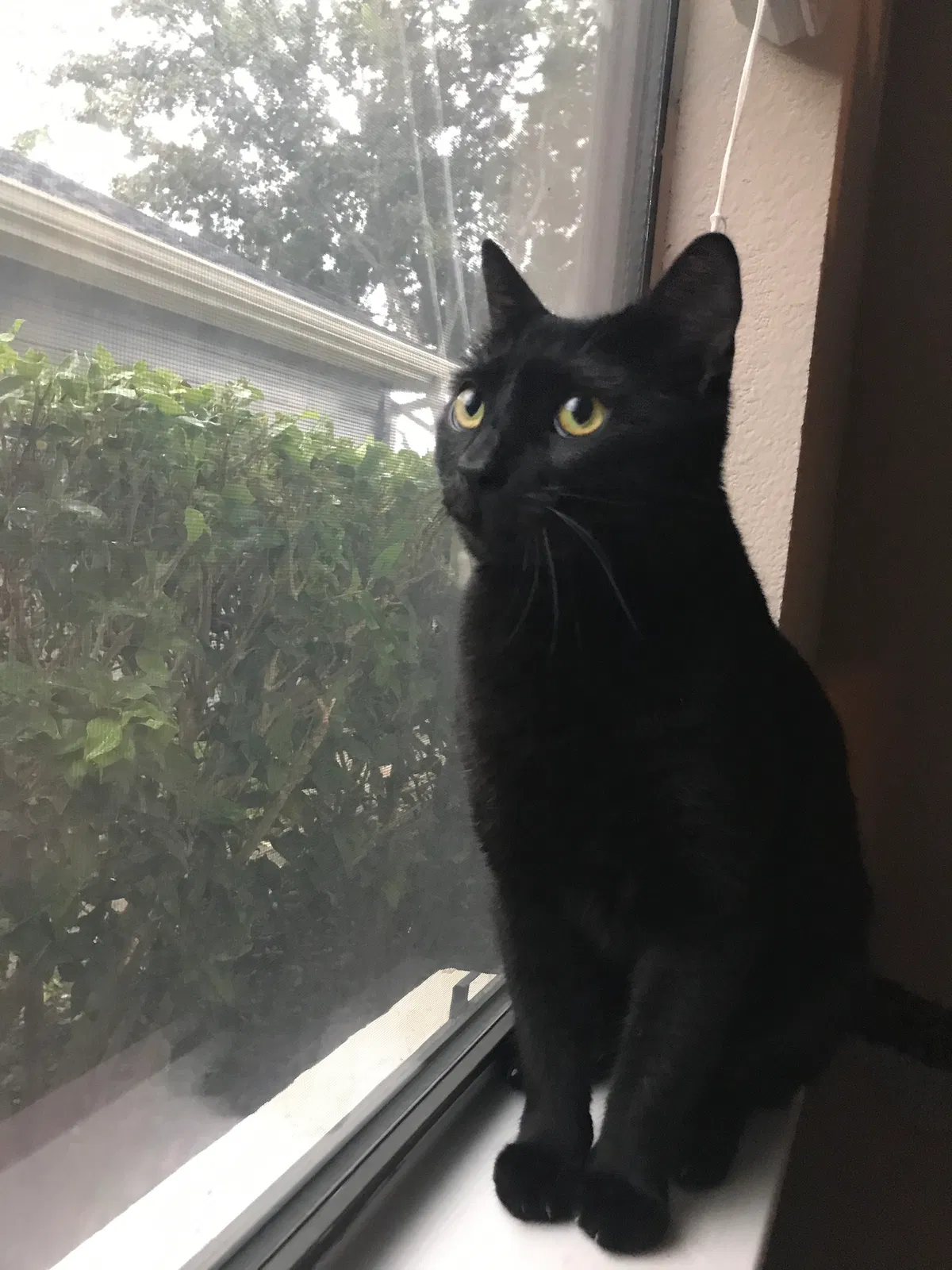 Lost cat in Richmond, TX, 77407