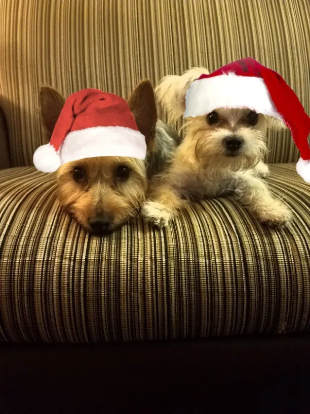 Lost dog in Toms River, NJ, 8757