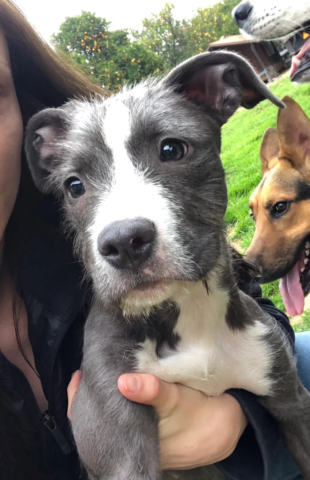 Found dog in Riverside, CA, 92503