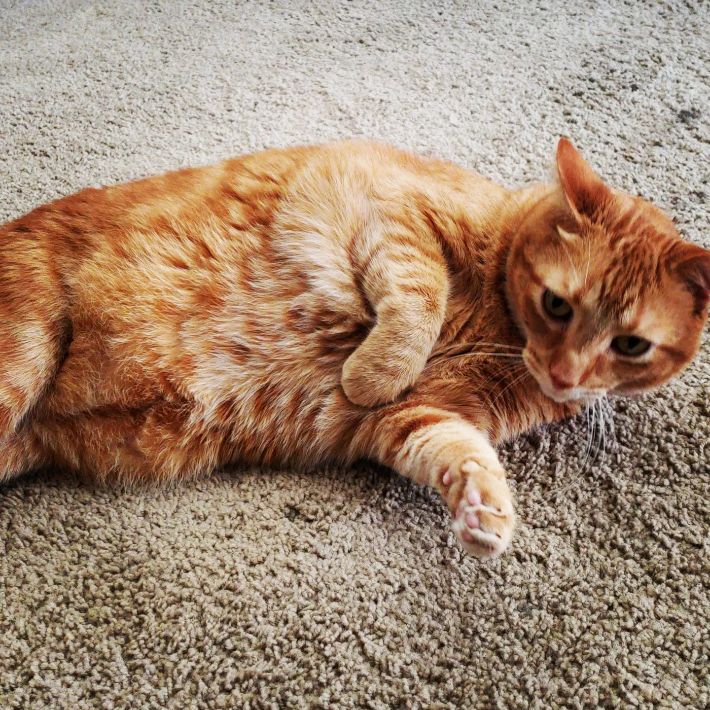 Lost cat in Long Beach, CA, 90807