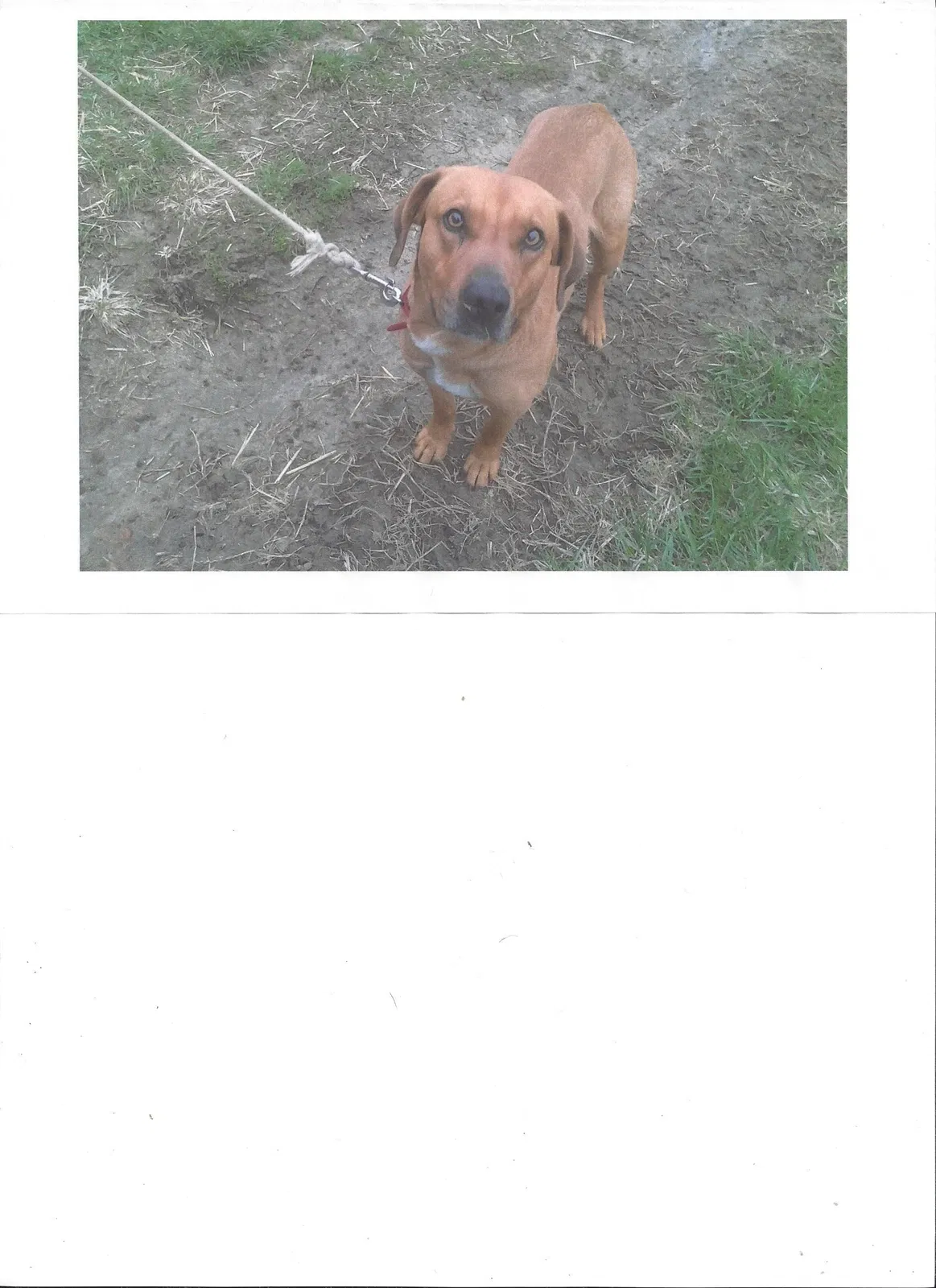 Lost dog in Baldwin, IL, 62217