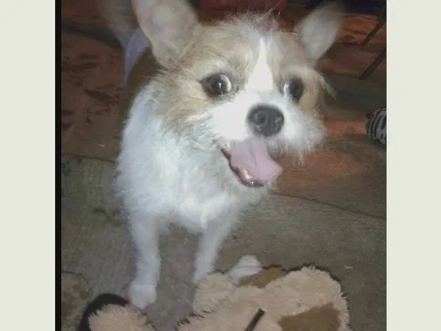 Lost dog in Cross City, FL, 32628