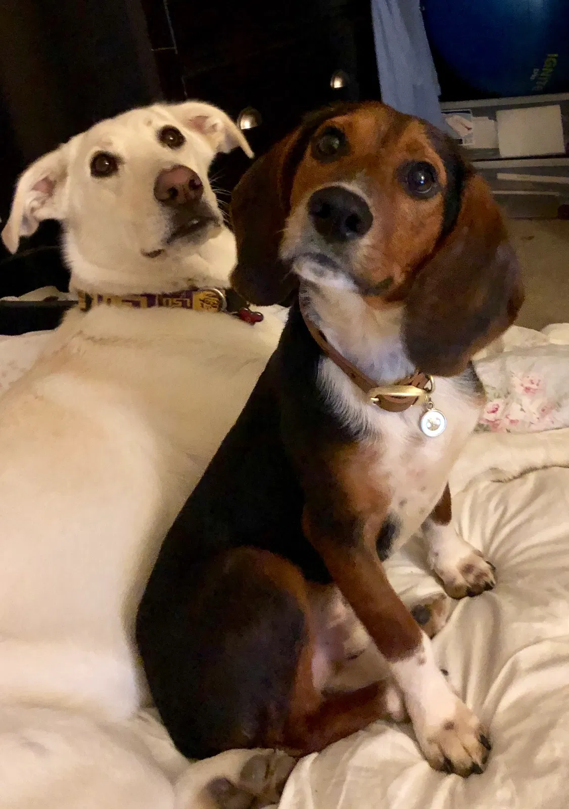 Lost dog in Baton Rouge, LA, 70816