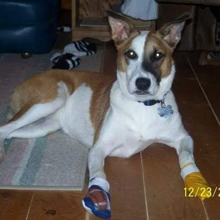 Lost dog in Cheyenne, WY, 82009