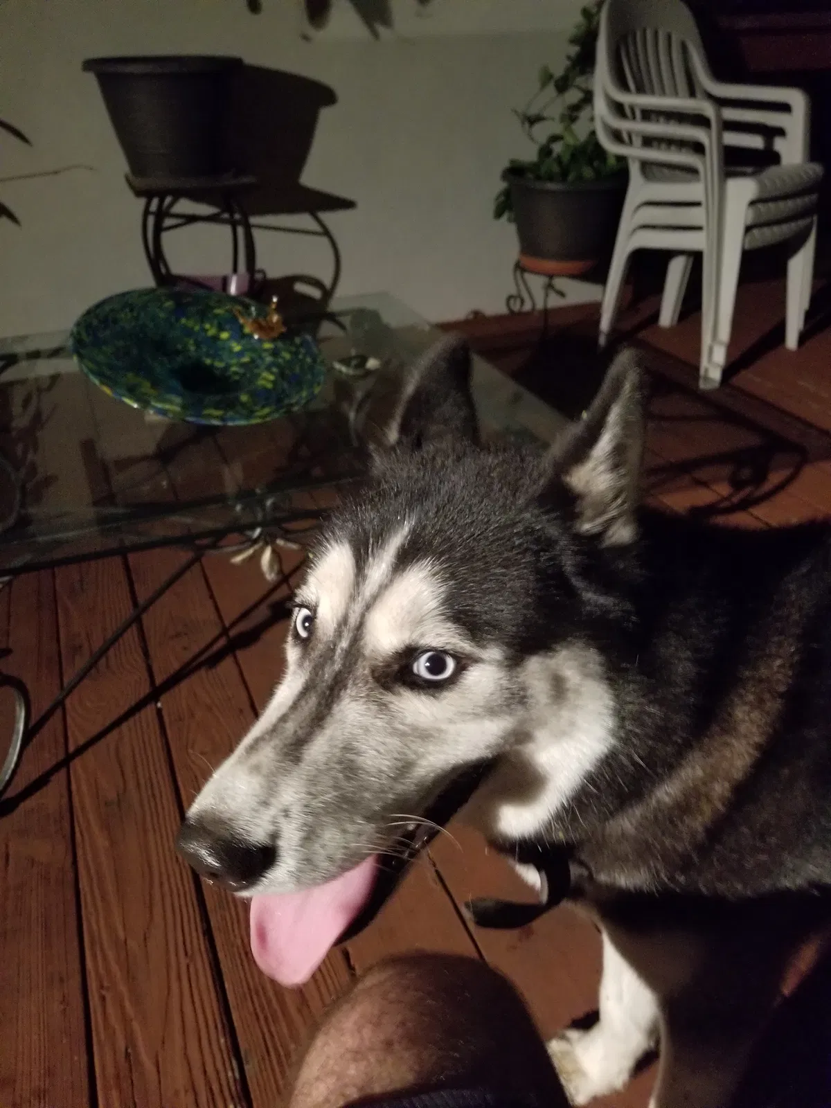 Found Dog