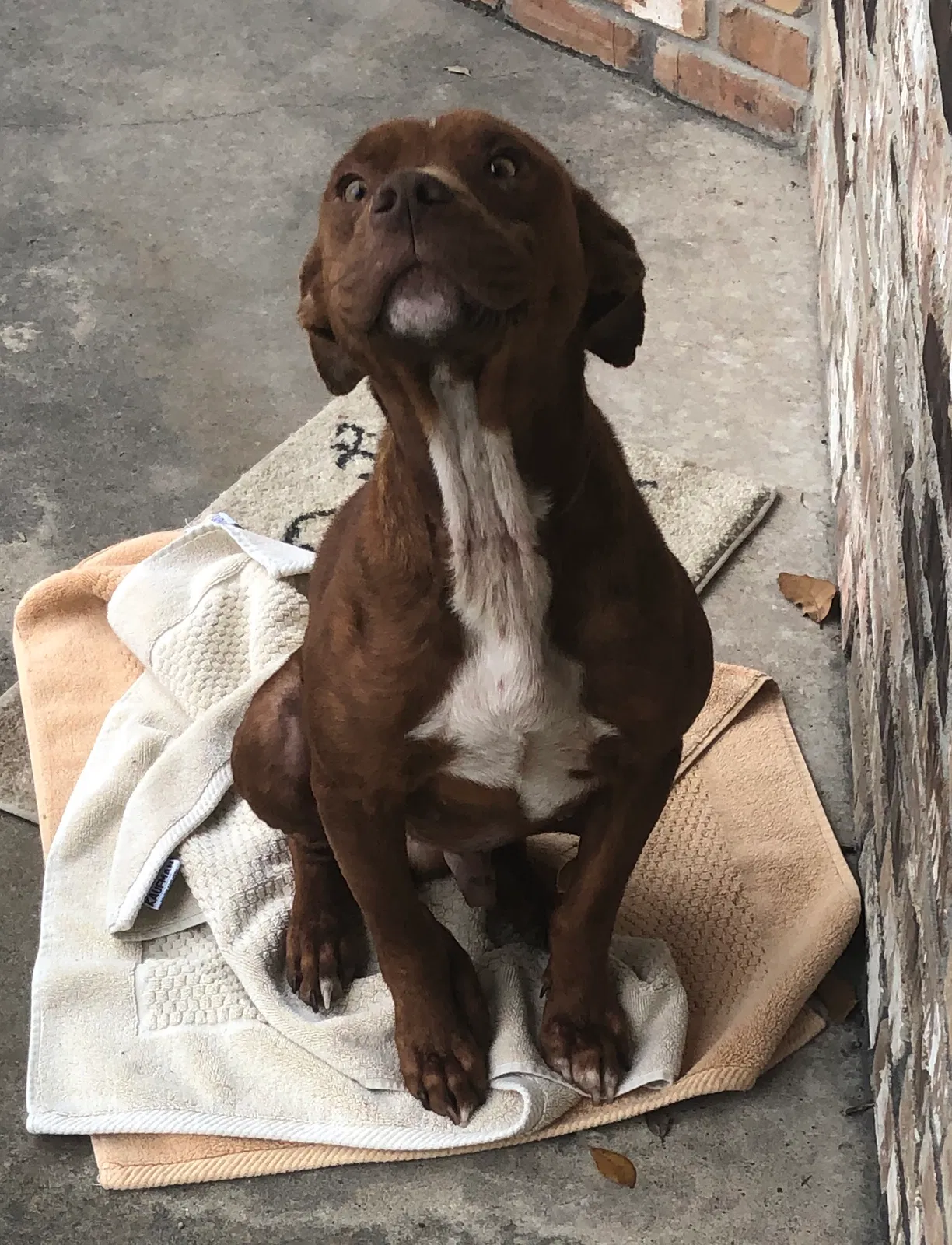 Found dog in Crosby, TX, 77532