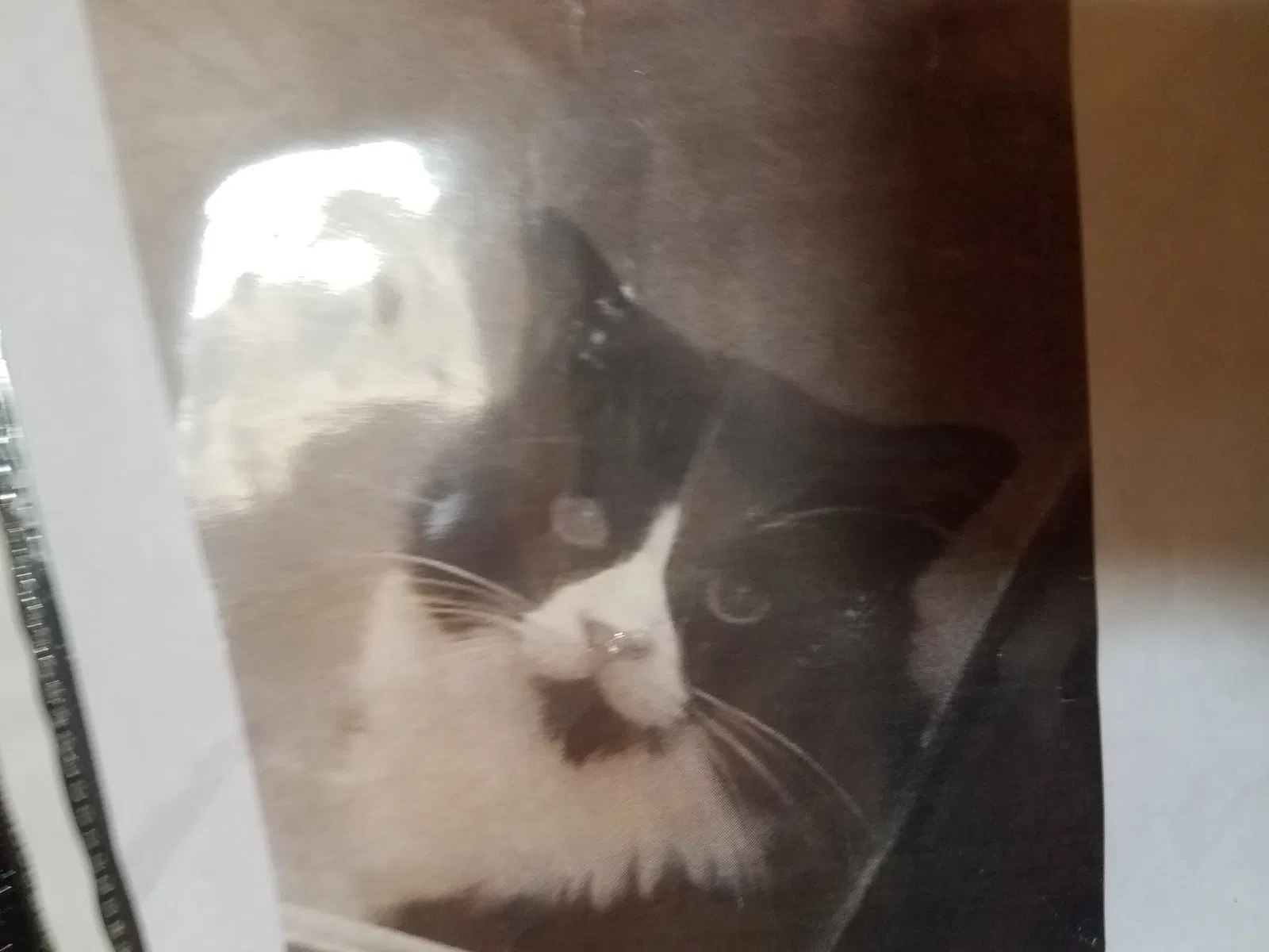 Lost cat in Morrilton, AR, 72110