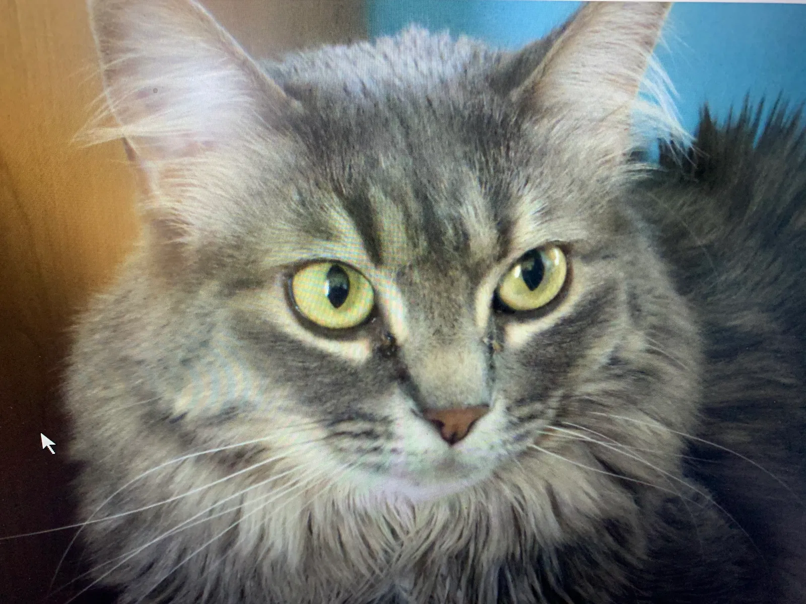 Lost cat in Evansville, WY, 82636