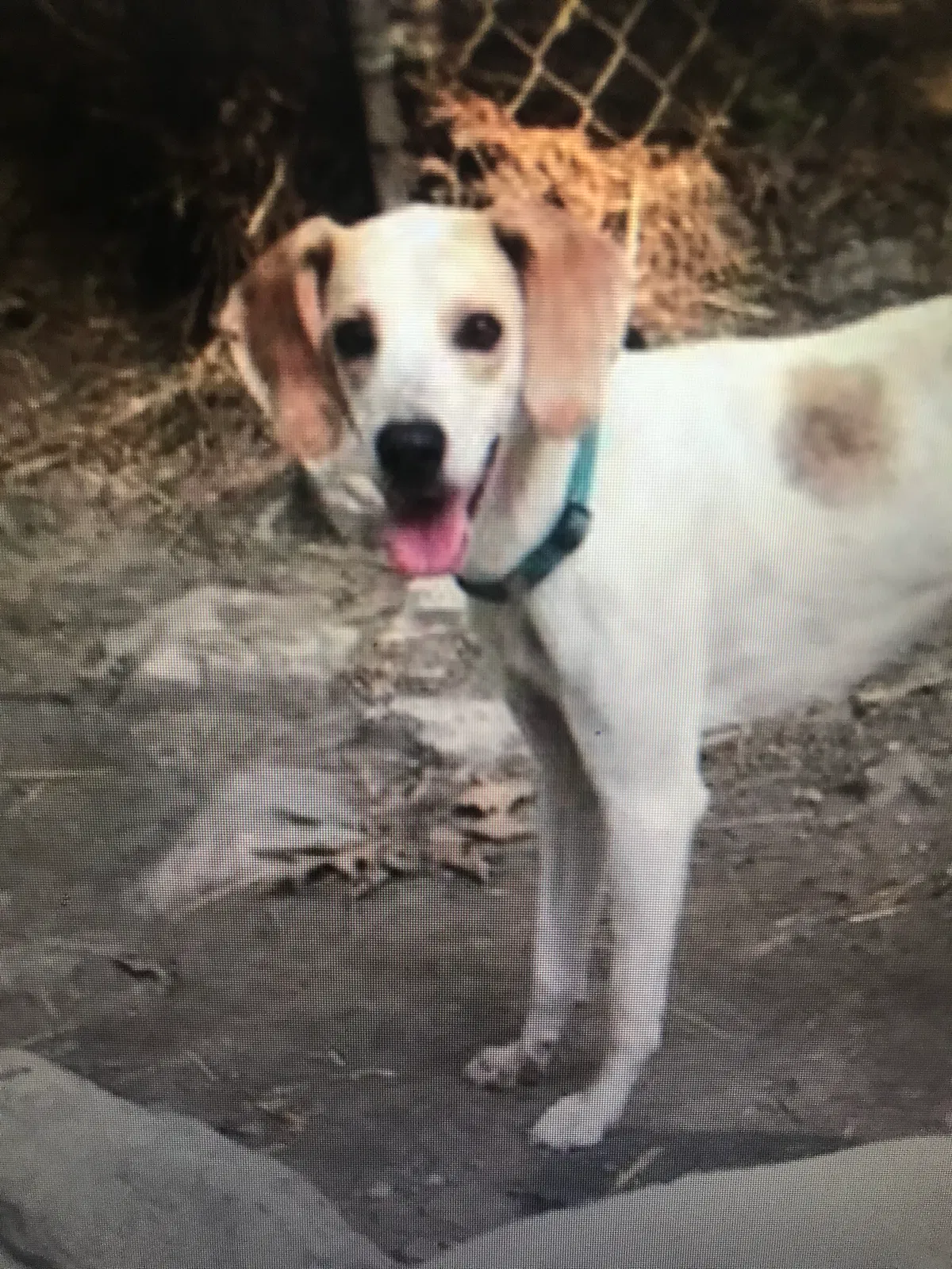 Lost dog in Washington, DC, 20019