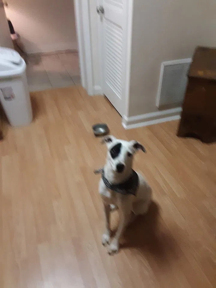 Found dog in Dawsonville, GA, 30534