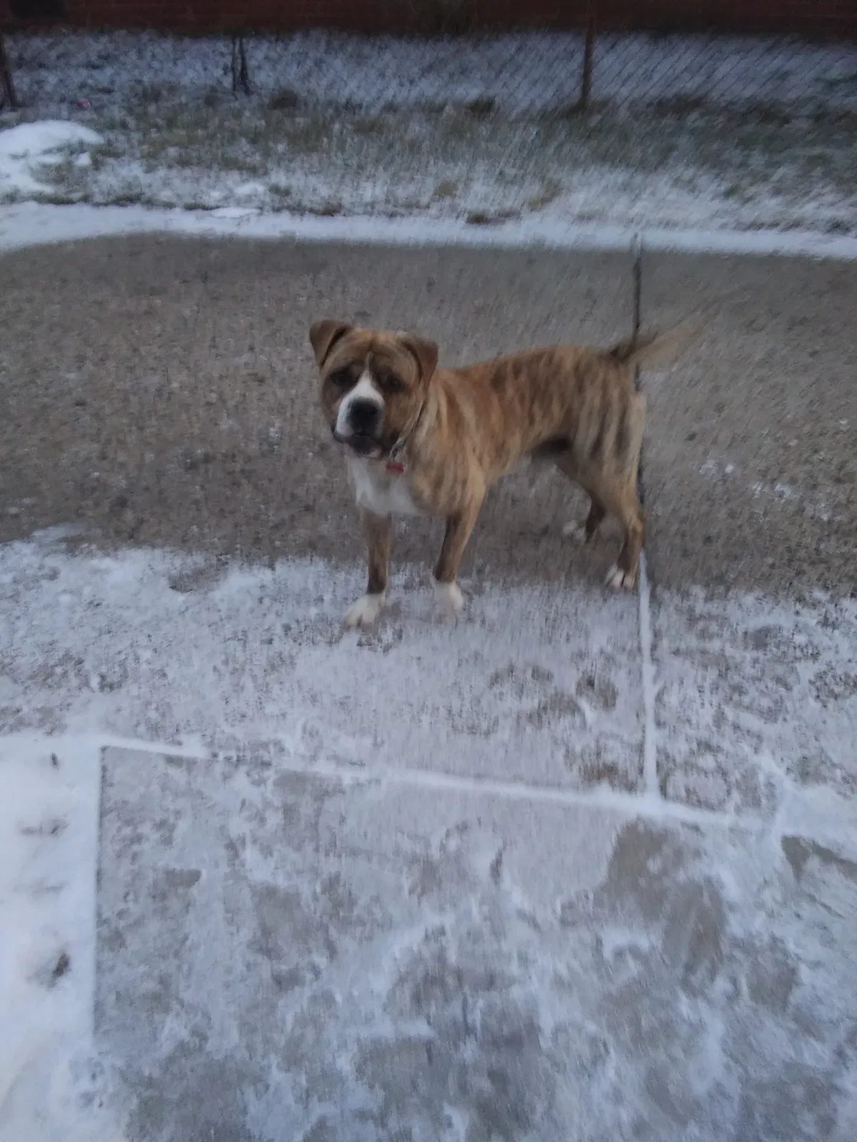 Found dog in Redford, MI, 48240