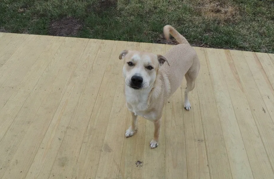 Lost dog in La Marque, TX, 77568