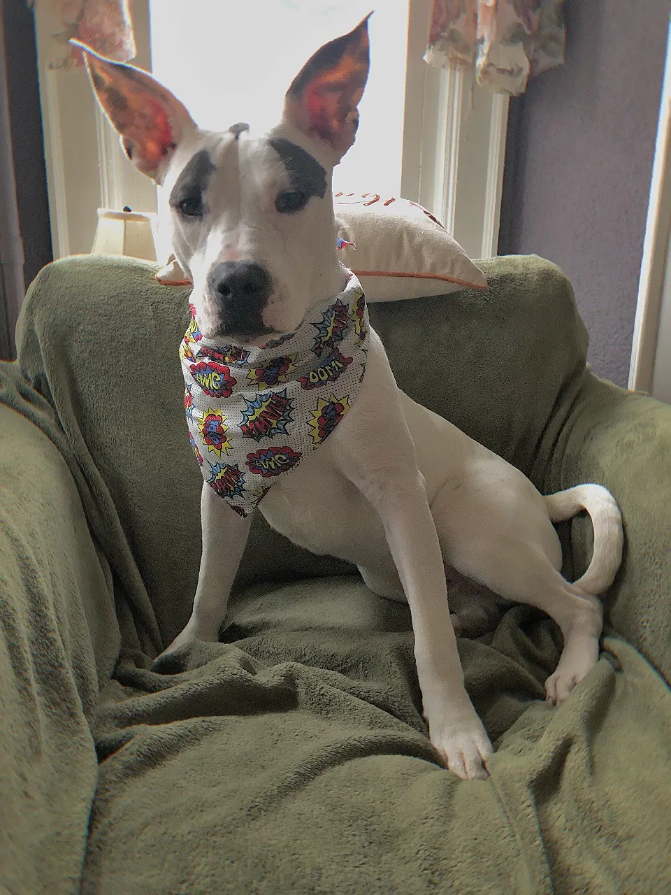 Lost dog in Manitowoc, WI, 54220