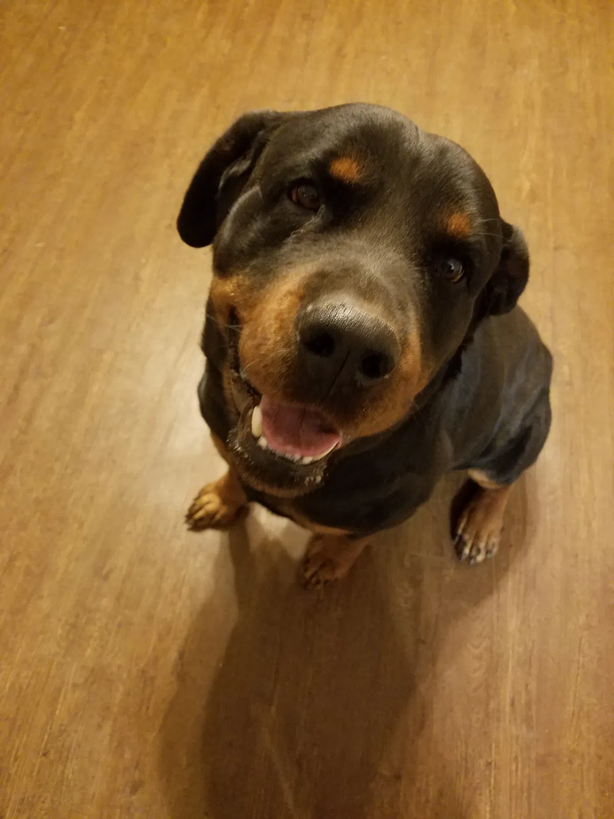 Lost dog in Midland, TX, 79706