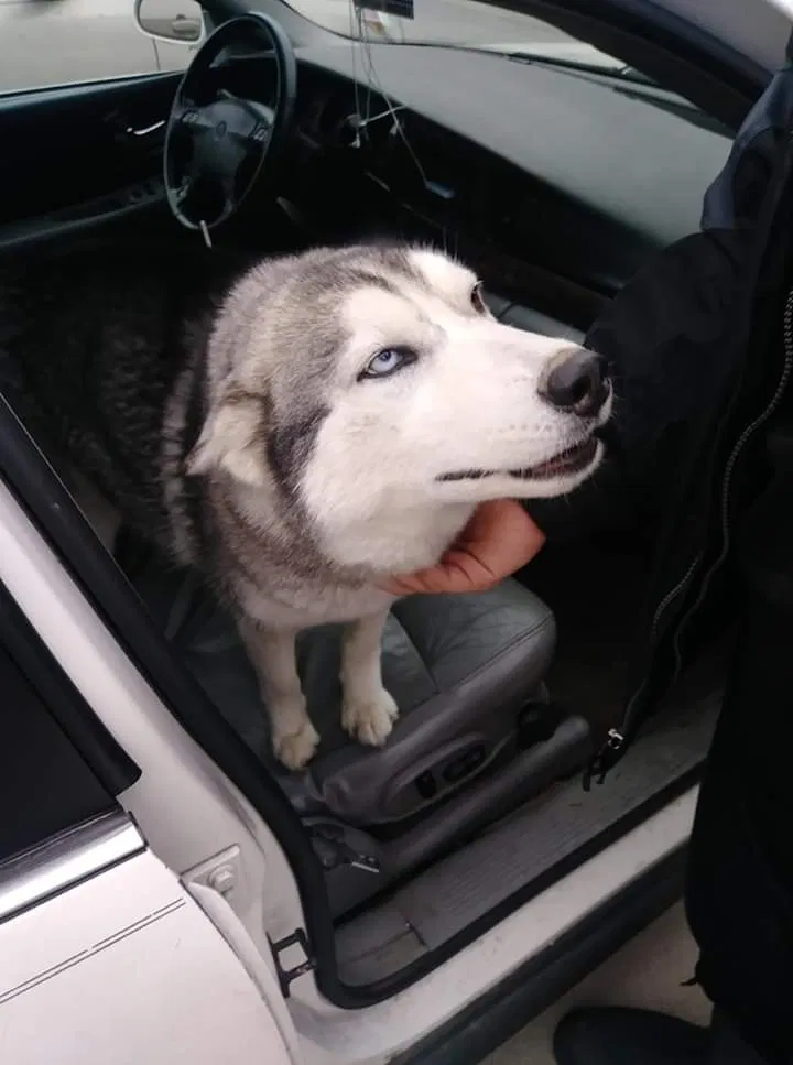 Lost dog in Terre Haute, IN, 47807