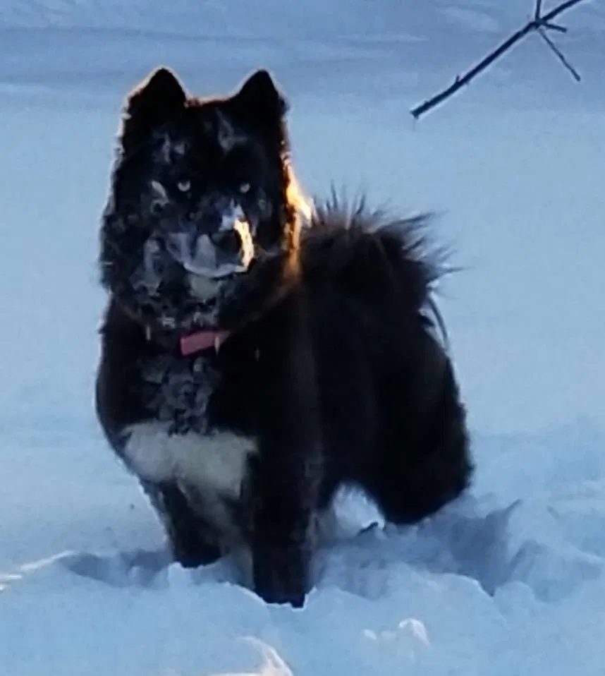 Lost dog in Akron, OH, 44313