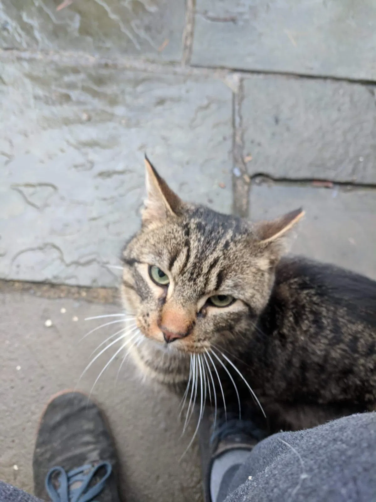 Lost cat in Norristown, PA, 19403