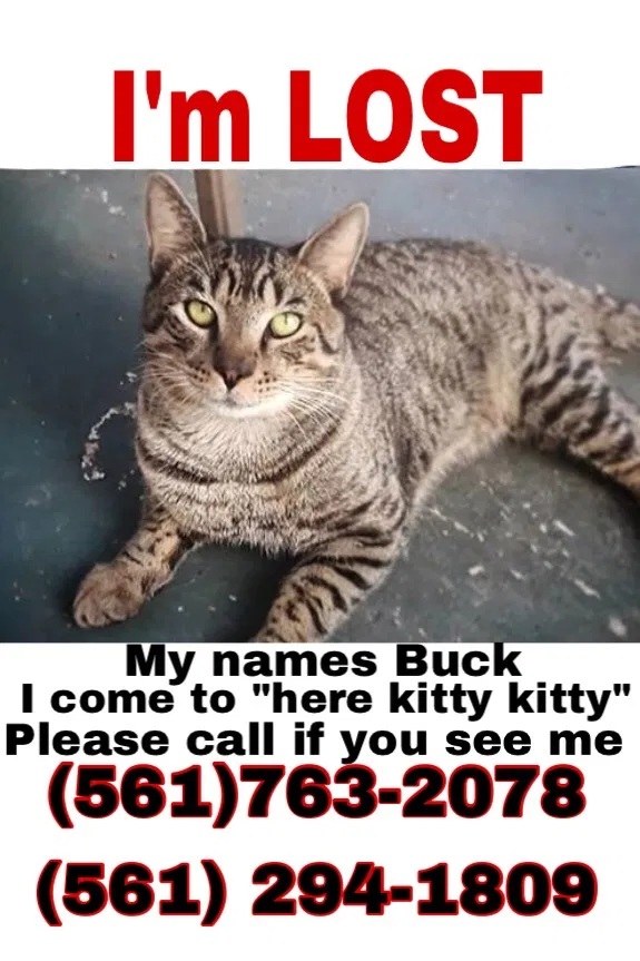 Lost cat in West Palm Beach, FL, 33404