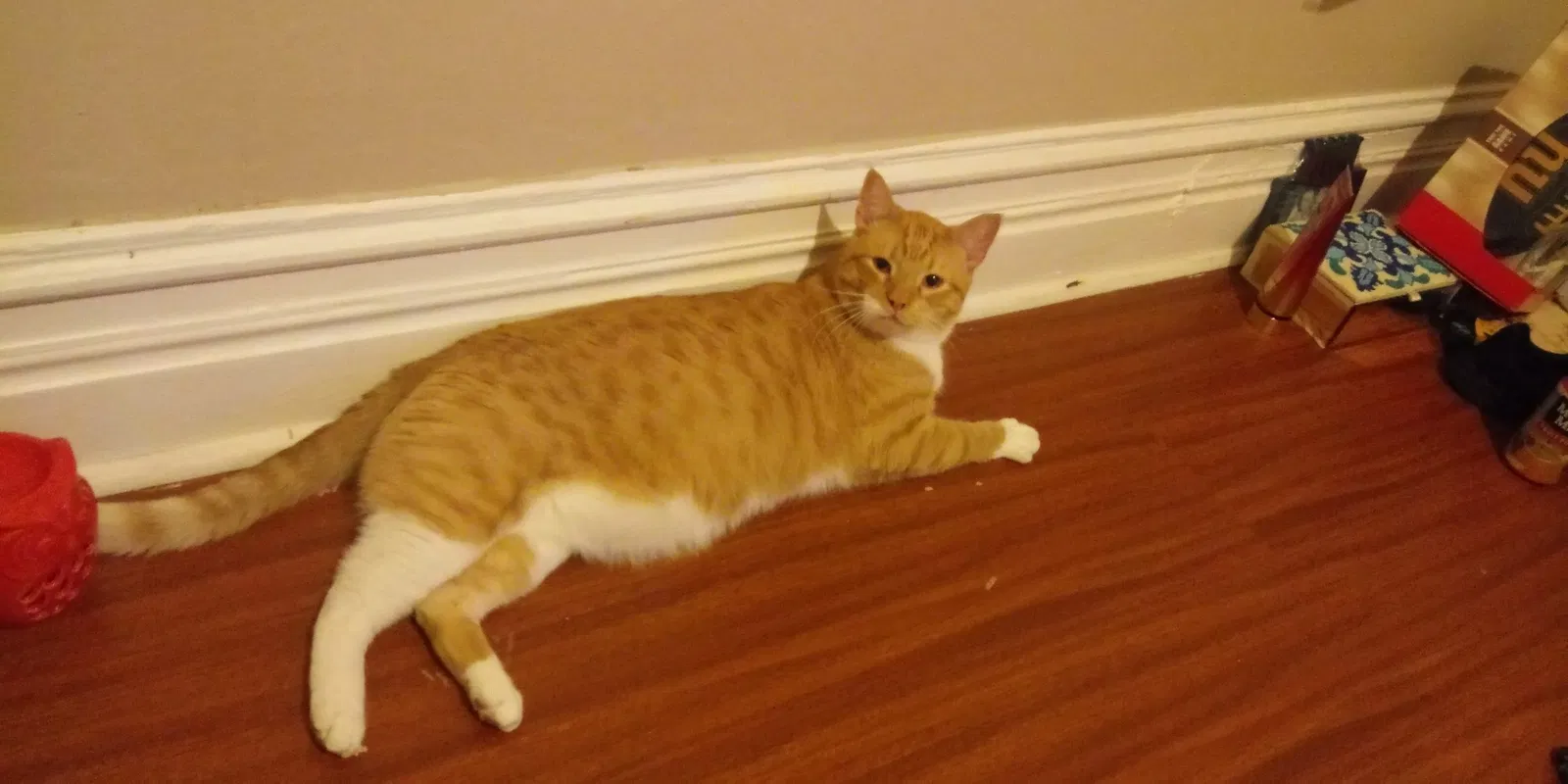 Lost cat in Allentown, PA, 18102