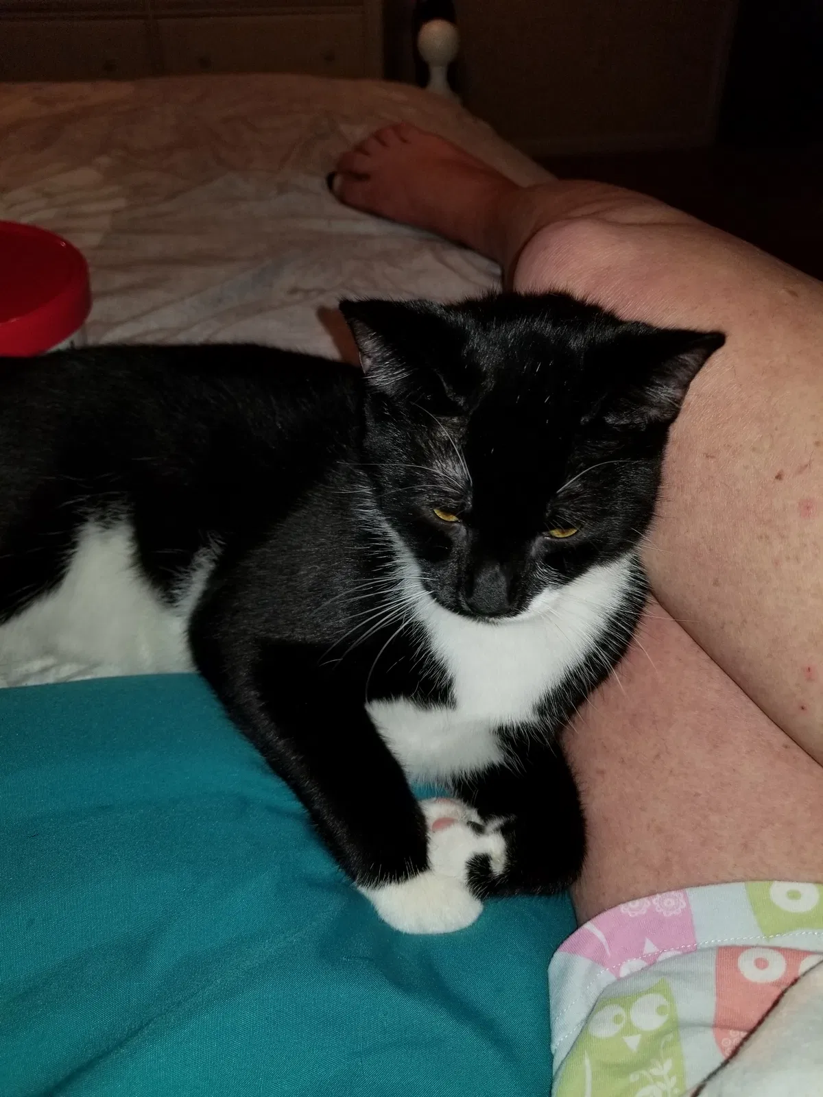 Lost cat in Myrtle Beach, SC, 29588