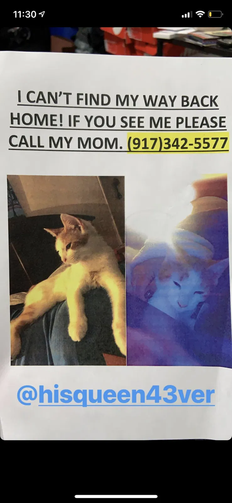 Lost cat in Brooklyn, NY, 11232