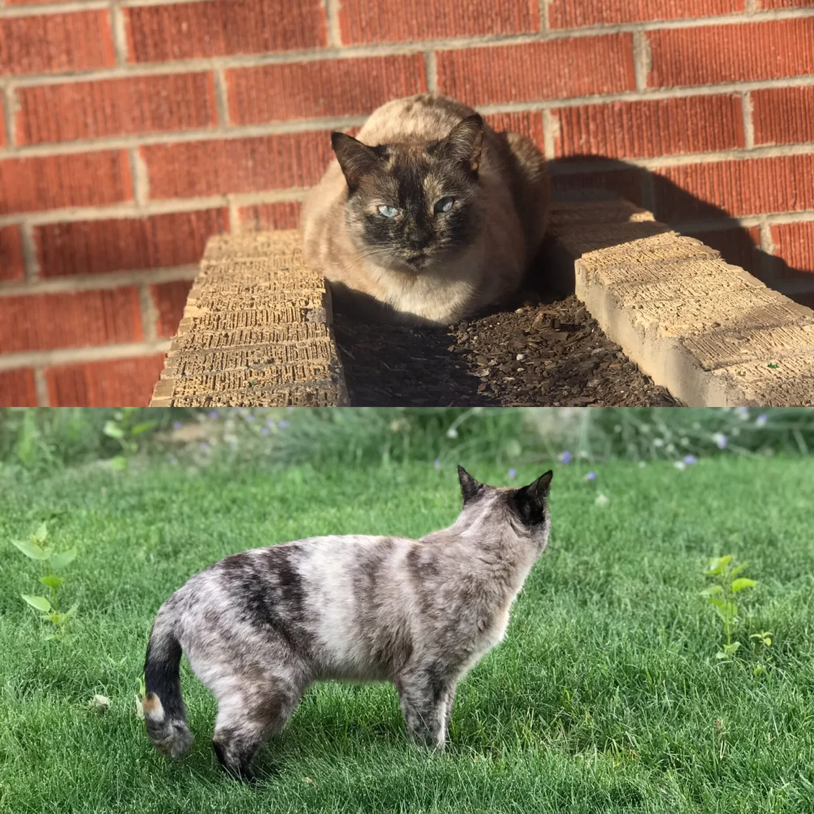 Lost cat in Greeley, CO, 80631