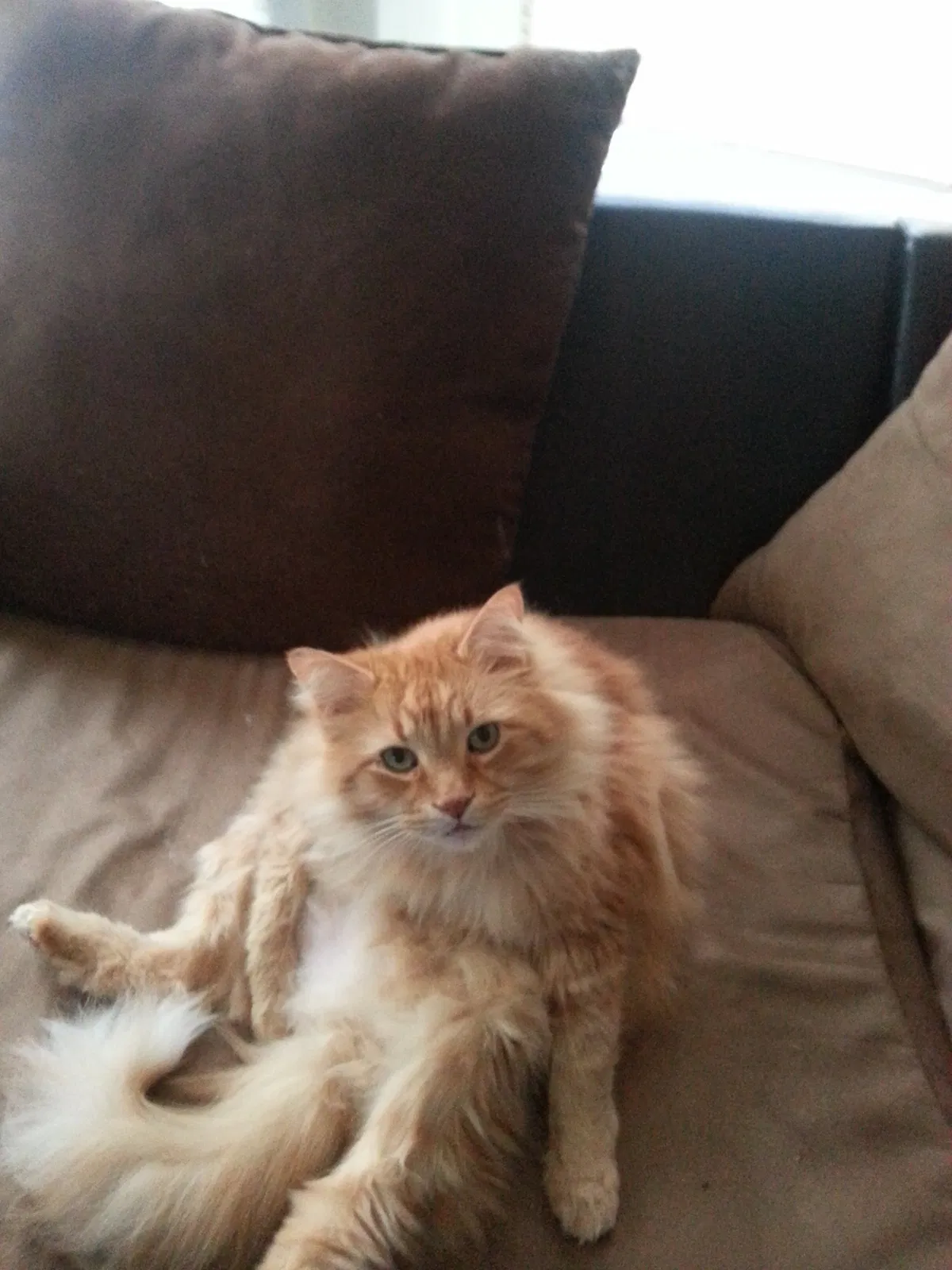 Lost cat in Fonda, NY, 12068