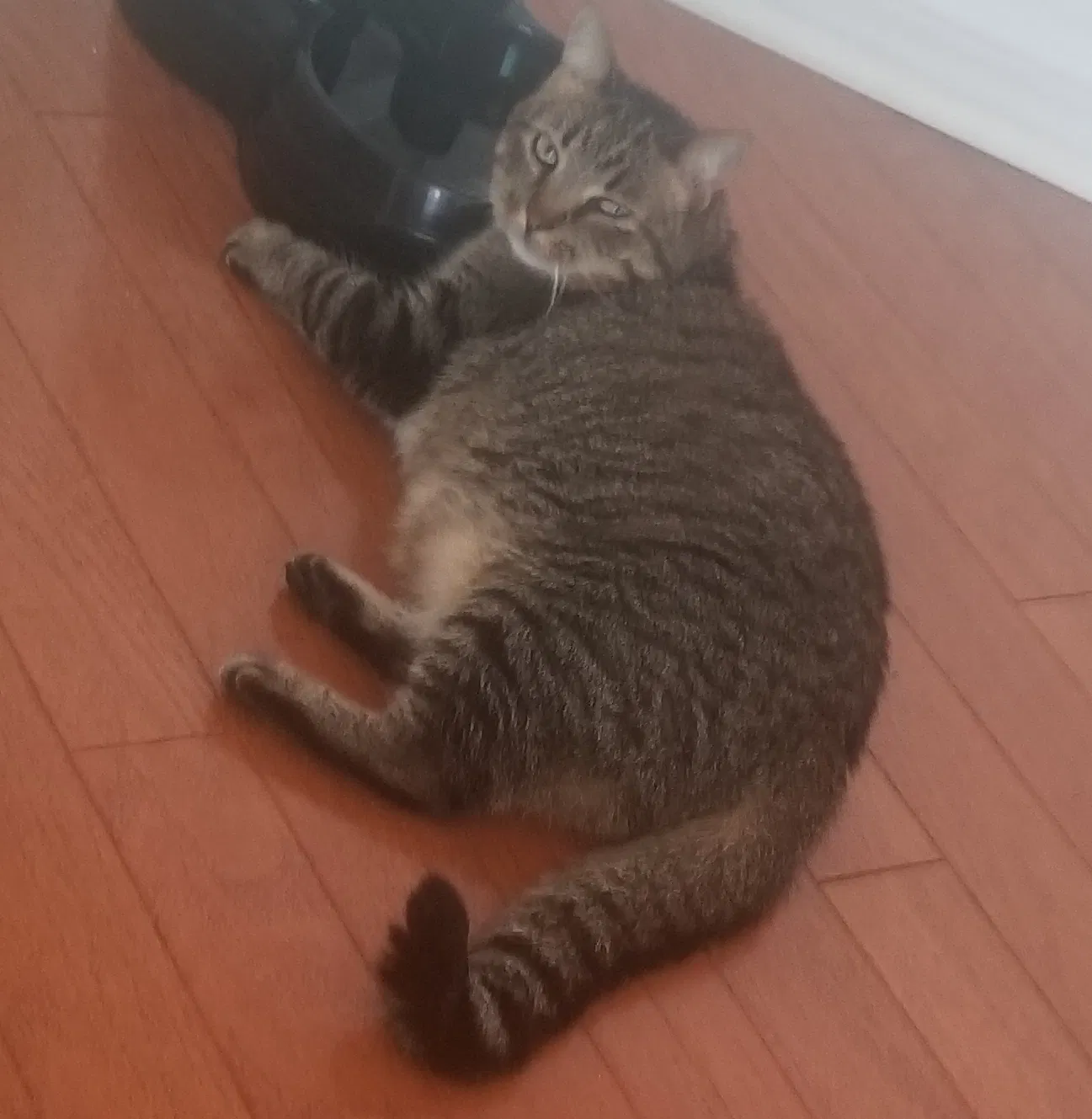 Lost cat in Tarpon Springs, FL, 34689