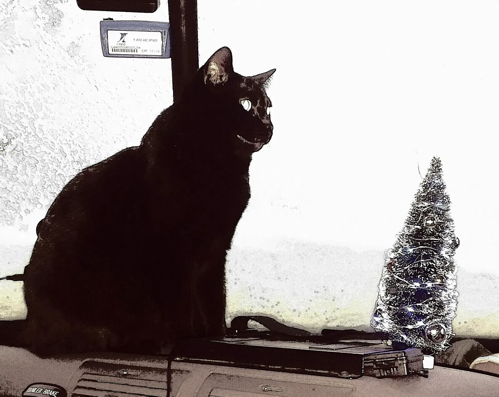 Lost cat in Lemont, IL, 60439