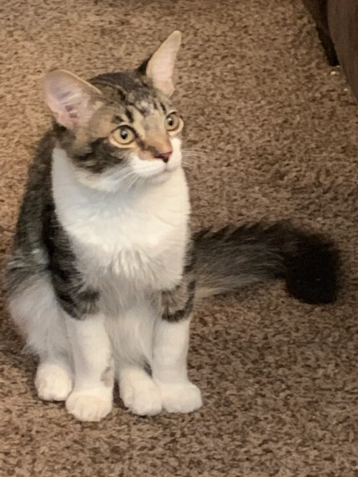 Lost cat in Palm Bay, FL, 32907
