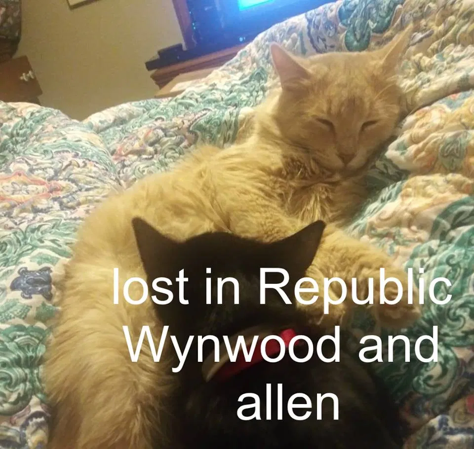 Lost cat in Ridgedale, MO, 65739