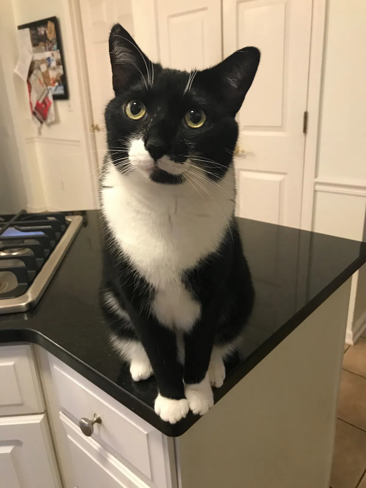 Lost cat in Greensboro, NC, 27455
