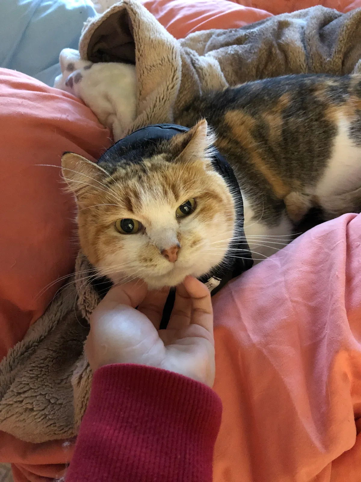 Lost cat in Tempe, AZ, 85283