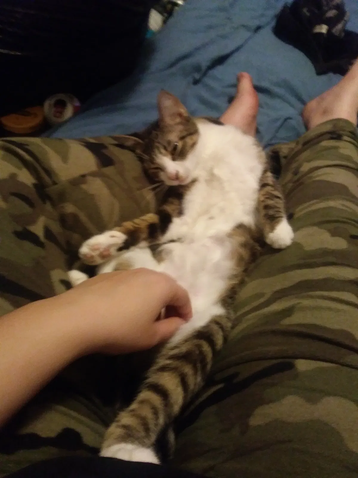 Lost cat in Longview, TX, 75602