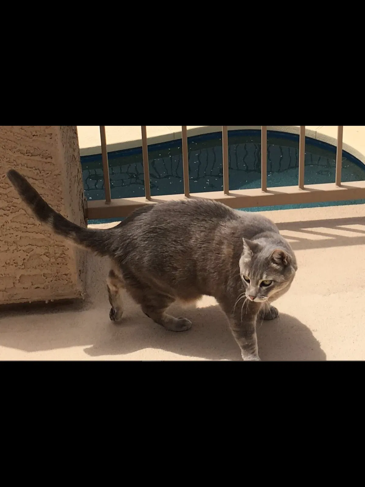 Lost cat in Gilbert, AZ, 85298