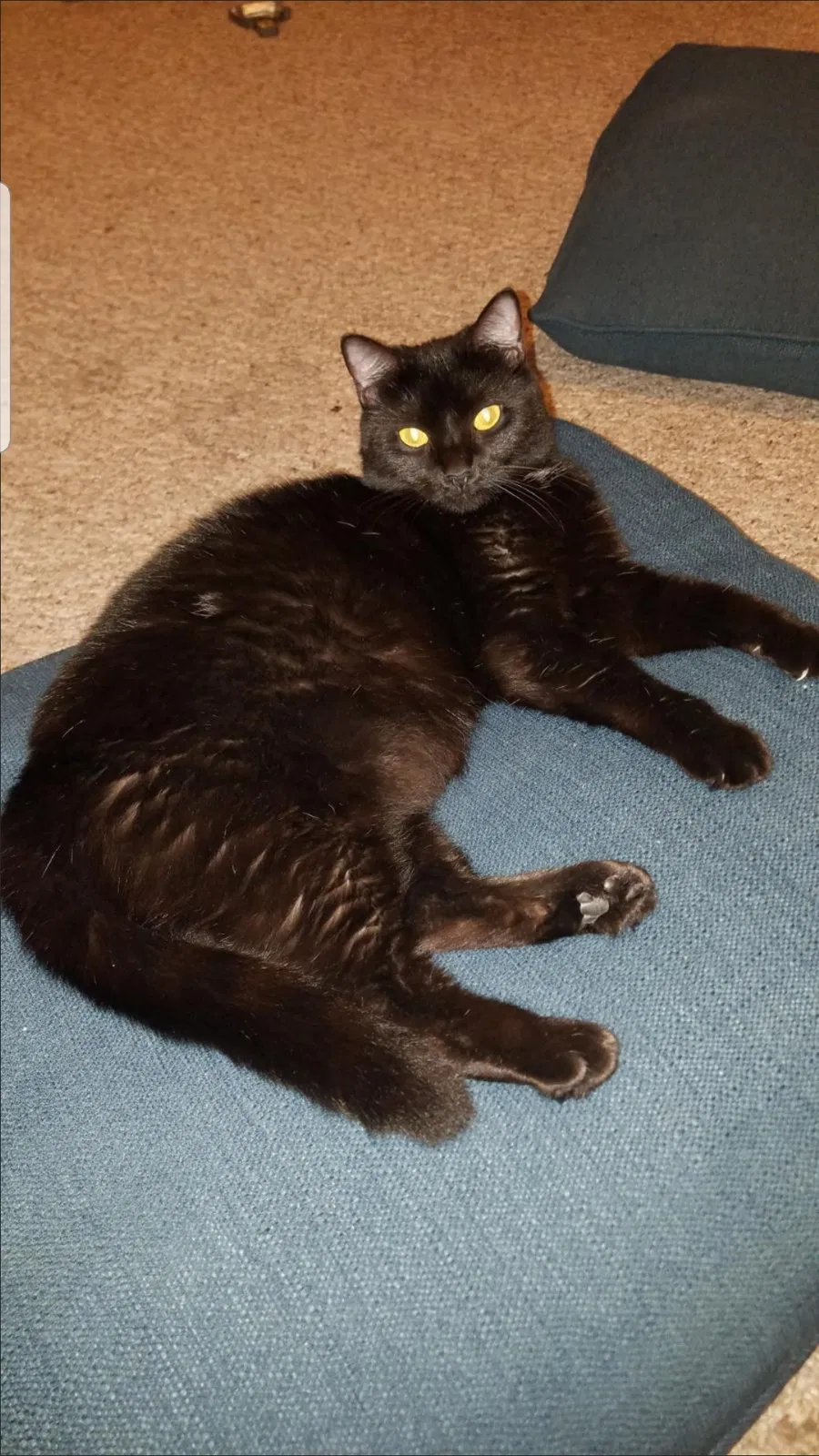 Lost cat in Brandon, FL, 33510