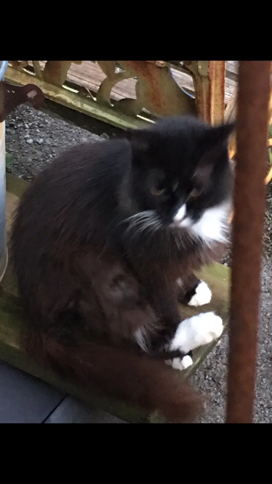 Lost cat in Rainbow City, AL, 35906