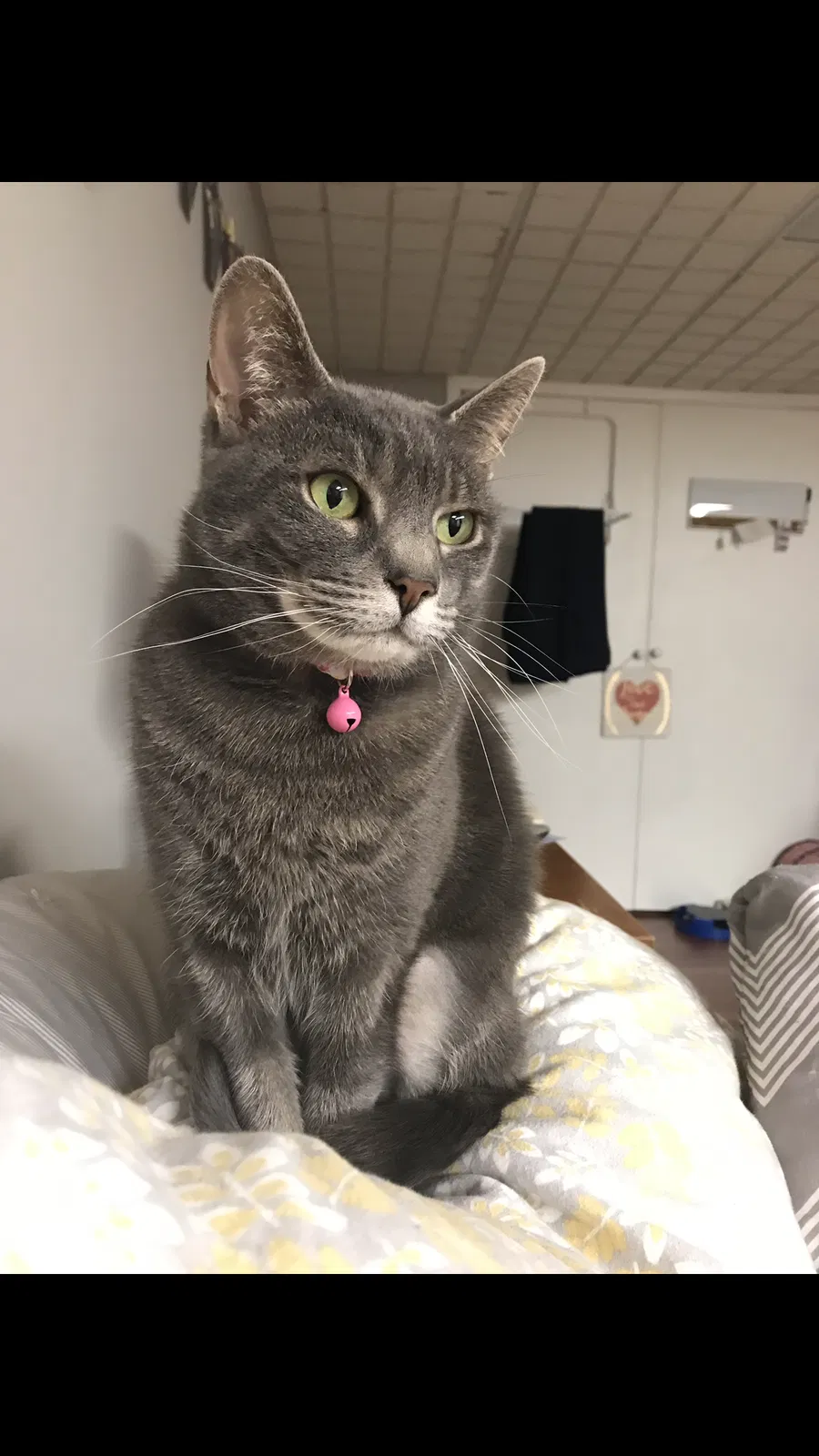Lost cat in Wantagh, NY, 11793