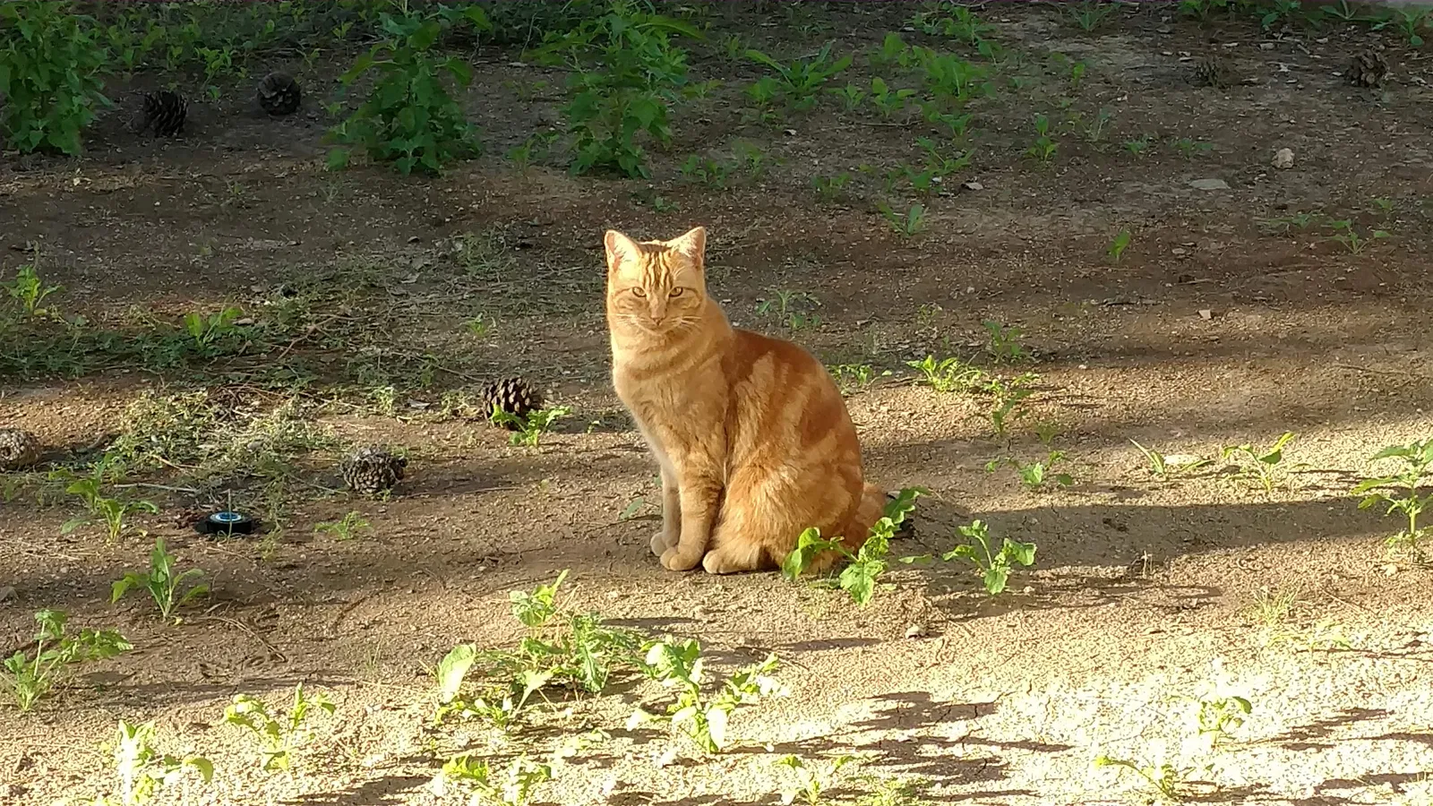Lost cat in Mesa, AZ, 85201